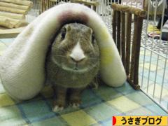 にほんブログ村 うさぎブログへ