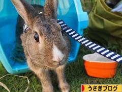 にほんブログ村 うさぎブログへ