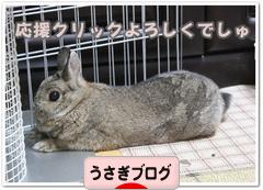 にほんブログ村 うさぎブログへ