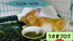 にほんブログ村 うさぎブログへ