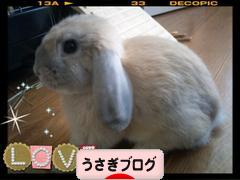 にほんブログ村 うさぎブログへ