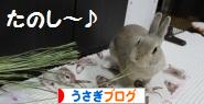 にほんブログ村 うさぎブログへ