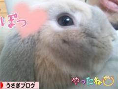 にほんブログ村 うさぎブログへ