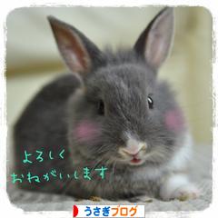 にほんブログ村 うさぎブログへ