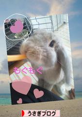 にほんブログ村 うさぎブログへ