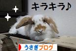にほんブログ村 うさぎブログへ