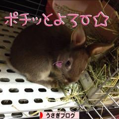 にほんブログ村 うさぎブログへ