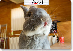 にほんブログ村 うさぎブログへ