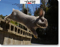 にほんブログ村 うさぎブログへ