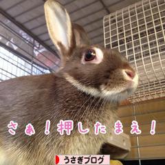 にほんブログ村 うさぎブログへ