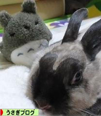にほんブログ村 うさぎブログへ