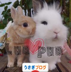 にほんブログ村 うさぎブログへ