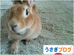 にほんブログ村 うさぎブログへ