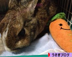 にほんブログ村 うさぎブログへ