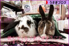にほんブログ村 うさぎブログへ