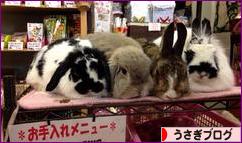 にほんブログ村 うさぎブログへ