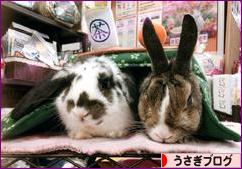 にほんブログ村 うさぎブログへ