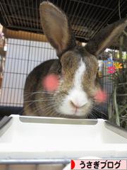 にほんブログ村 うさぎブログへ