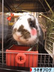 にほんブログ村 うさぎブログへ