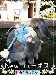 にほんブログ村 うさぎブログへ