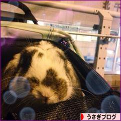 にほんブログ村 うさぎブログへ