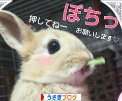 にほんブログ村 うさぎブログへ