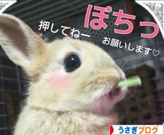 にほんブログ村 うさぎブログへ