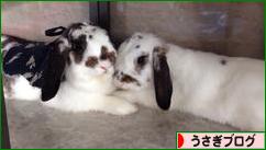 にほんブログ村 うさぎブログへ