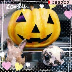 にほんブログ村 うさぎブログへ