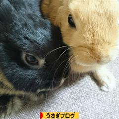 にほんブログ村 うさぎブログへ