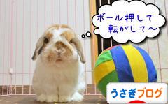 にほんブログ村 うさぎブログへ