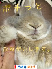 にほんブログ村 うさぎブログへ