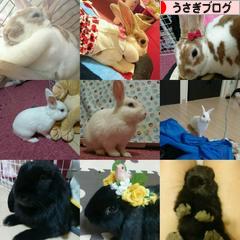 にほんブログ村 うさぎブログへ