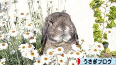 にほんブログ村 うさぎブログへ