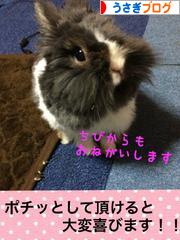 にほんブログ村 うさぎブログへ
