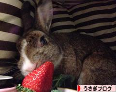 にほんブログ村 うさぎブログへ