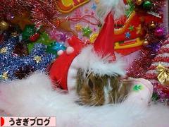 にほんブログ村 うさぎブログへ