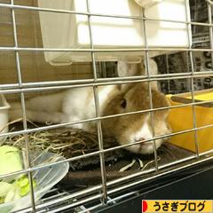 にほんブログ村 うさぎブログへ