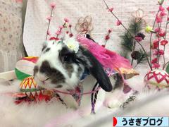 にほんブログ村 うさぎブログへ