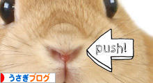 にほんブログ村 うさぎブログへ