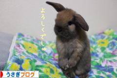 にほんブログ村 うさぎブログへ