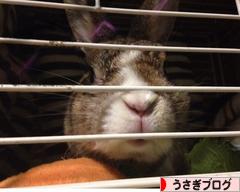 にほんブログ村 うさぎブログへ