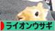 にほんブログ村 うさぎブログ ライオンウサギへ