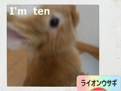 にほんブログ村 うさぎブログ ライオンウサギへ