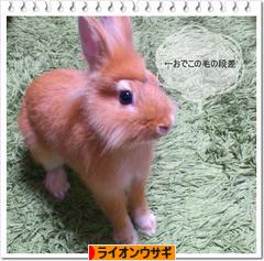 にほんブログ村 うさぎブログ ライオンウサギへ