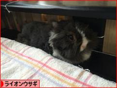 にほんブログ村 うさぎブログ ライオンウサギへ