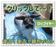 にほんブログ村 うさぎブログ ロップイヤーへ