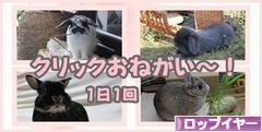 にほんブログ村 うさぎブログ ロップイヤーへ