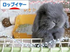 にほんブログ村 うさぎブログ ロップイヤーへ