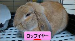 にほんブログ村 うさぎブログ ロップイヤーへ